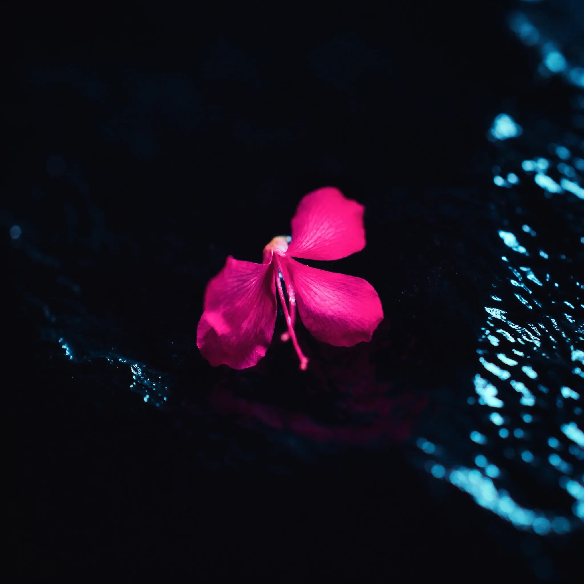 A single jacaranda blossom lying on dark wet stone, macro, lit by soft pink light