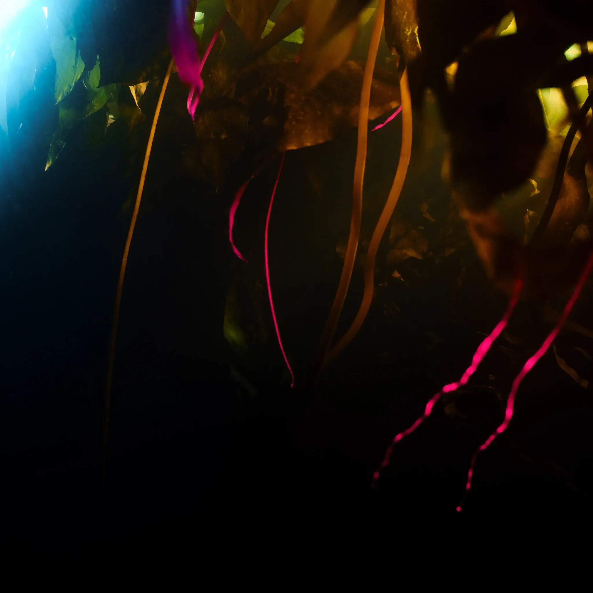 Underwater in a Cape Town kelp forest: dense golden-brown kelp fronds and long stalks swaying, shafts of sunlight cutting down through cool blue-green water, natural colours with a hint of cyan