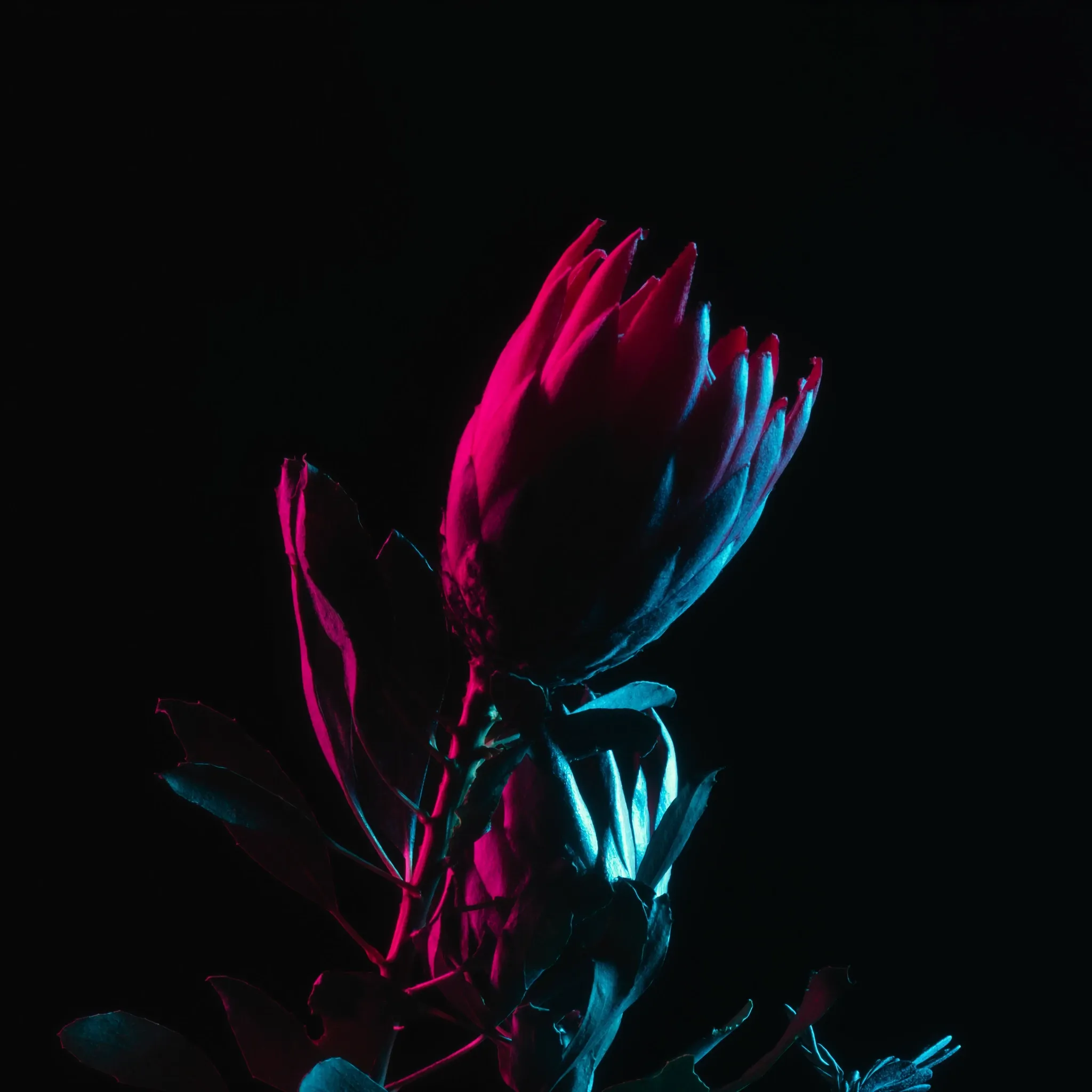 A king protea and fynbos in macro, silhouetted against black, edge-lit in pink and cyan