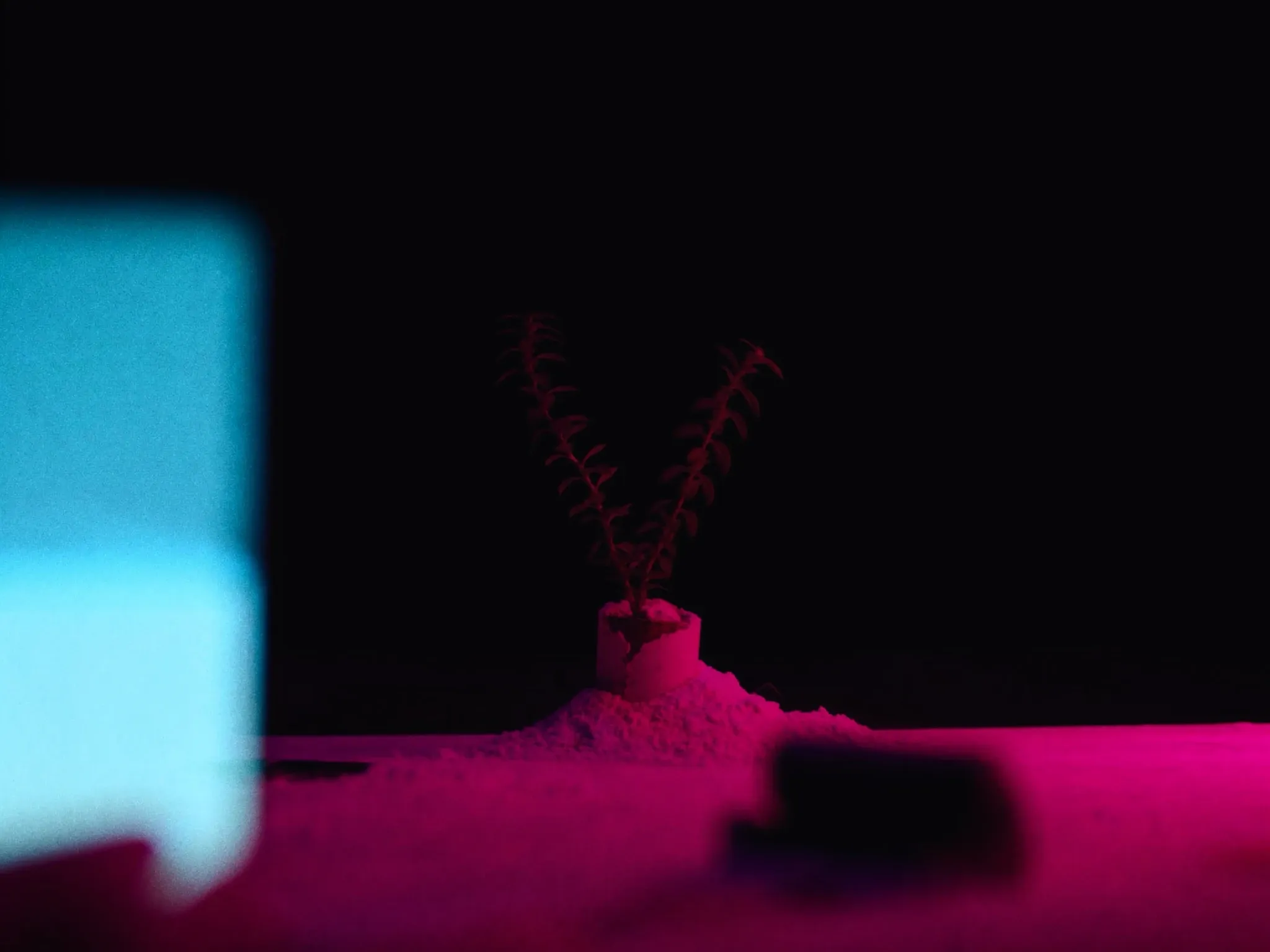 A small plant whose roots have outgrown its pot and cracked it open, dark studio, pink rim light