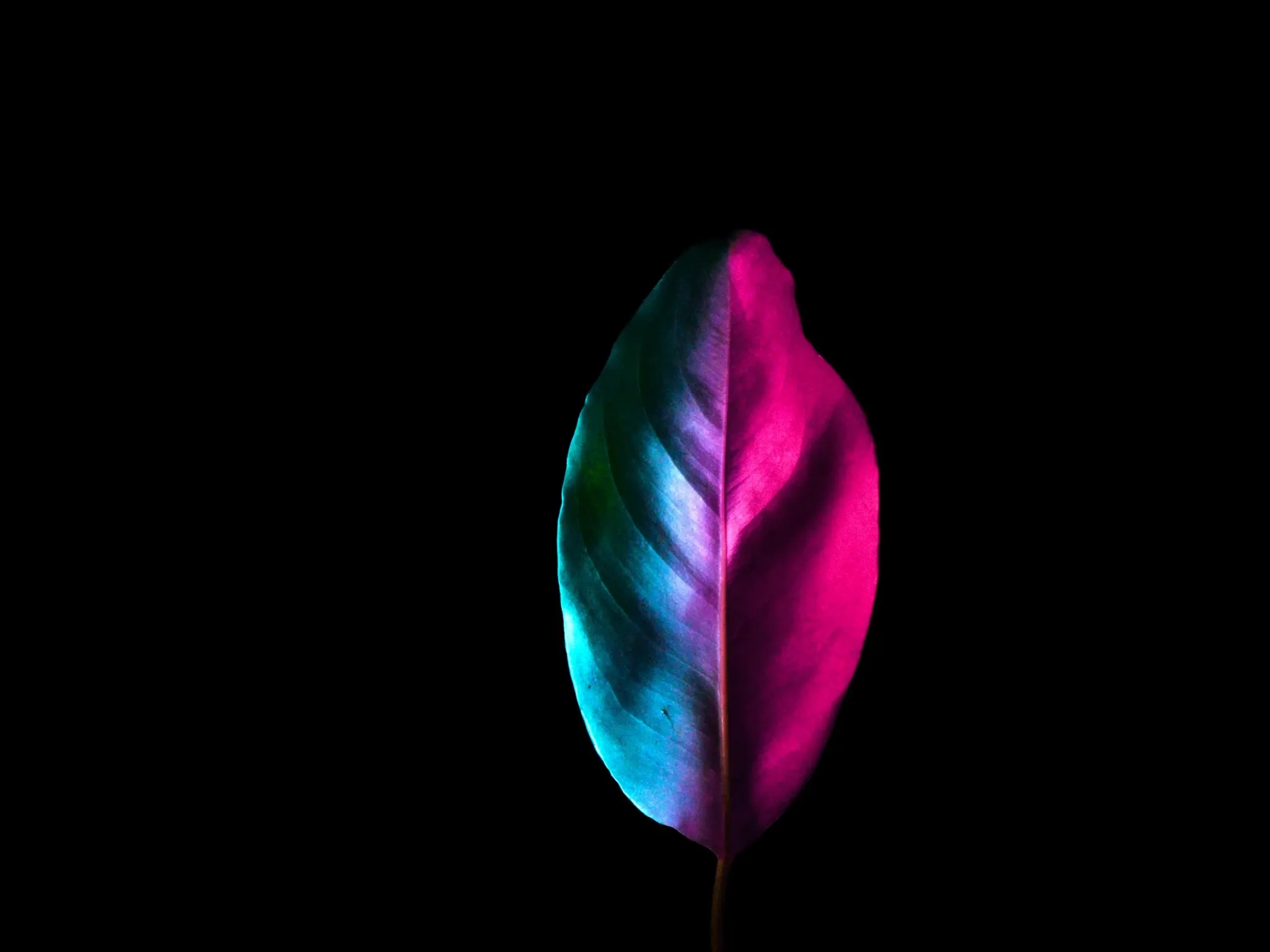 A single leaf half turned from deep green to vivid magenta, macro, against black