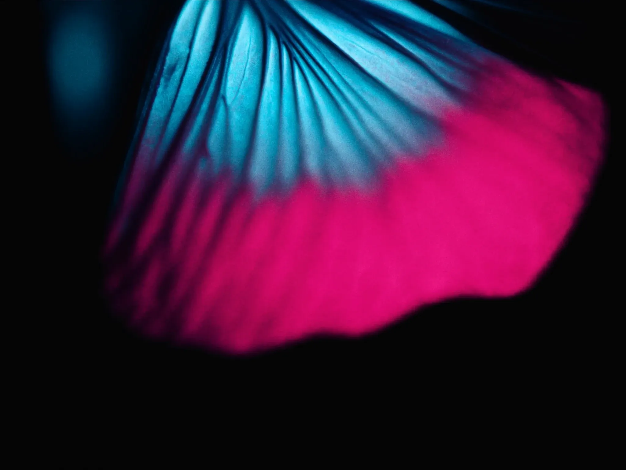 A butterfly wing in extreme macro, scales shimmering pink and blue, against black