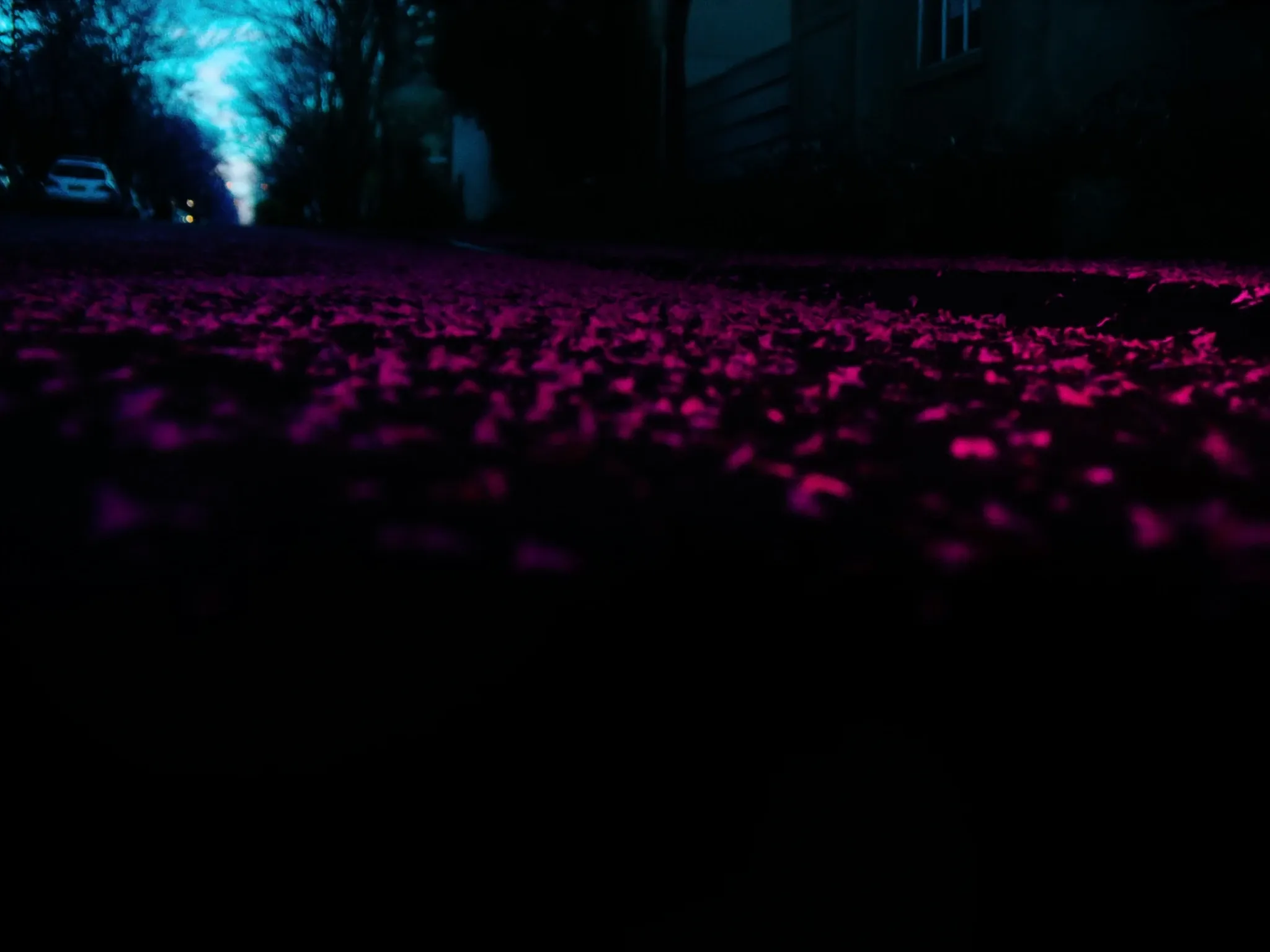 Jacaranda blossoms carpeting a Johannesburg street in purple-pink at dusk, shallow focus