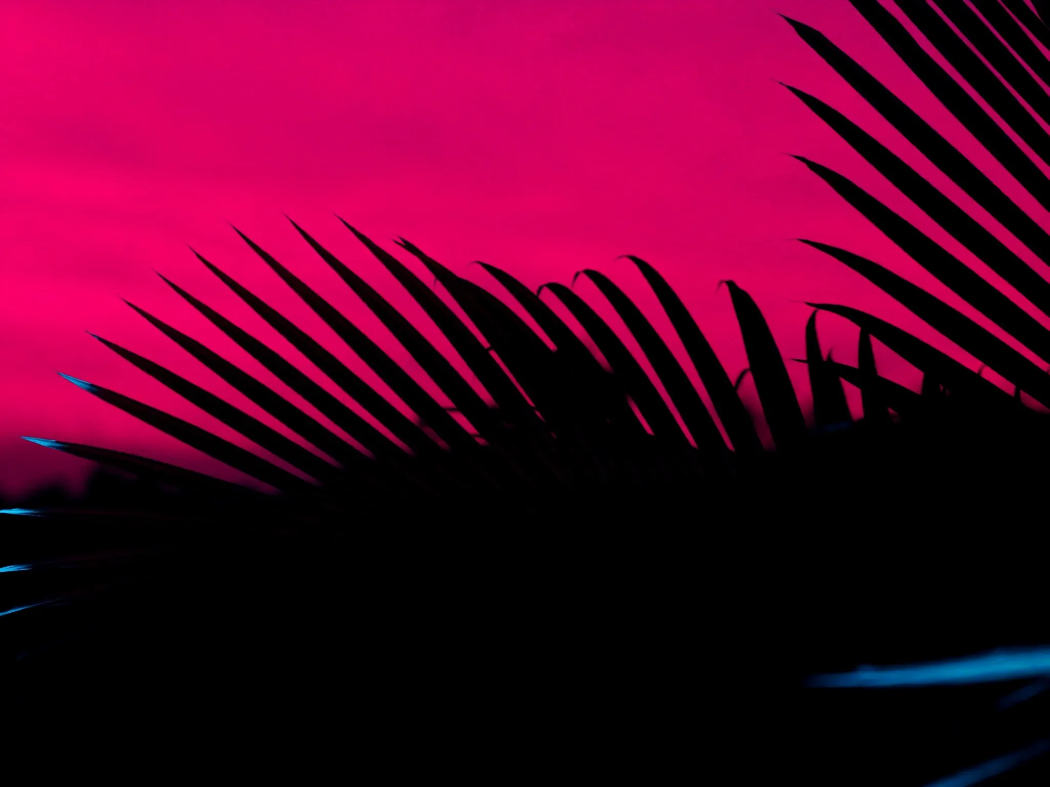 Palm fronds in silhouette against a deep pink dusk sky, crisp edges, minimal